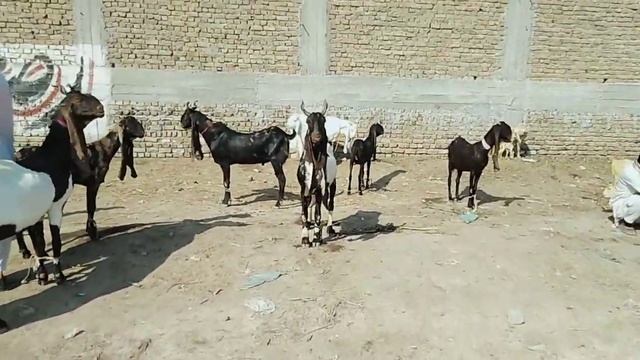 Biggest Hyderabad Bakra Mandi Latest Updates | Gulabi Goats