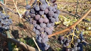 28 октября. Поздние сорта винограда.