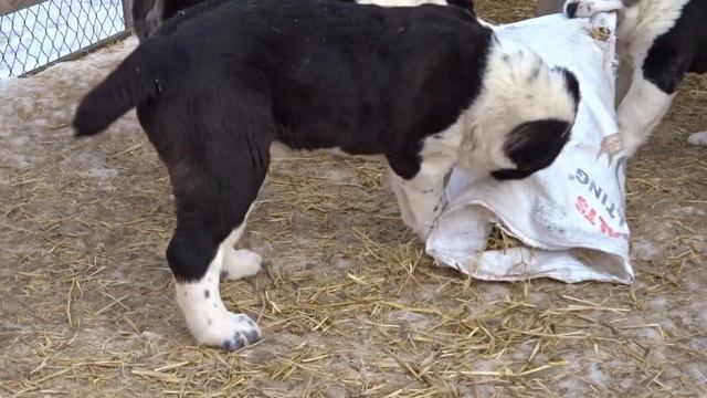 Алабайчики-мальчики 3мес.7дн.п-к"АкНуккер"+79272626333Самара смотреть онлайн