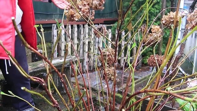 ОБРЕЗКА САДОВОЙ ГОРТЕНЗИИ-2022г-2-й куст смотреть онлайн