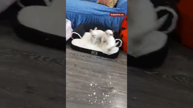 Щенки ЧИХУАХУА 3 месяца.У нас можно купить щенка ЧИХУАХУА смотреть онлайн