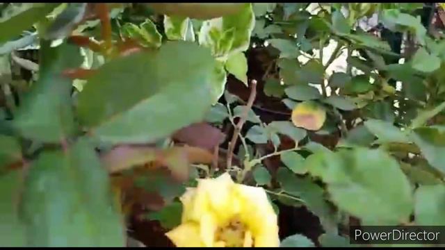 Best Summer flowering & Perennial plants with rates & my purchase from Bangalore смотреть онлайн