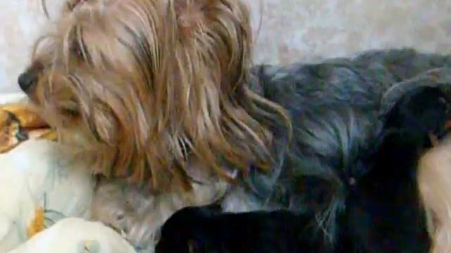 Новорожденные малыши йорки смотреть онлайн