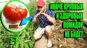 ЗАЧЕМ ОКУЧИВАТЬ ПОМИДОРЫ, ПЕРЦЫ, БАКЛАЖАНЫ? НОВОЕ В ВЫРАЩИВАНИИ ПОМИДОР САД (ОГОРОД) И ТЕПЛИЦА 18-21