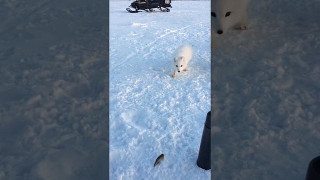 Троллинг песца! смотреть онлайн