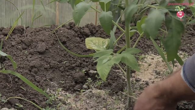 Помидоры в теплице. Подвязка и пасынкование томатов. Эксперимент часть 5 смотреть онлайн