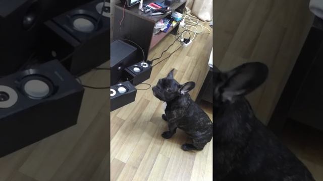 Французский бульдог поет смотреть онлайн