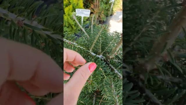 ПИХТА НОРДМАНА. ПИХТА В ВОРОНЕЖЕ. ДОСТАВКА ПО РОССИИ 2020 #пихта #купитьпихту пихтаворонеж смотреть онлайн