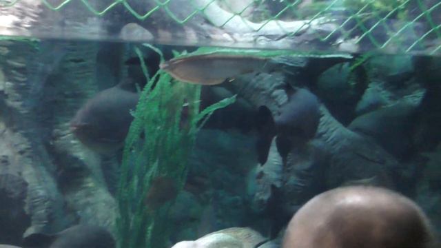 Океанариум в Сочи,Люба и Даня смотрят рыбок смотреть онлайн