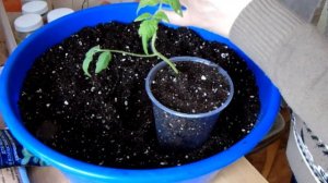 За такой грунт  томаты скажут мне СПАСИБО)) Пикировка.....Перевалка..... ТОМАТОВ)))