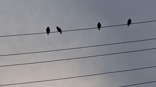 Скворцы прилетели! ? смотреть онлайн