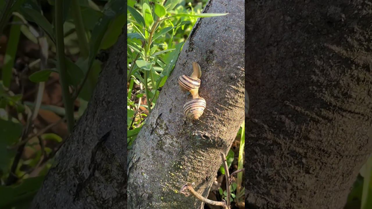 Улитки смотреть онлайн