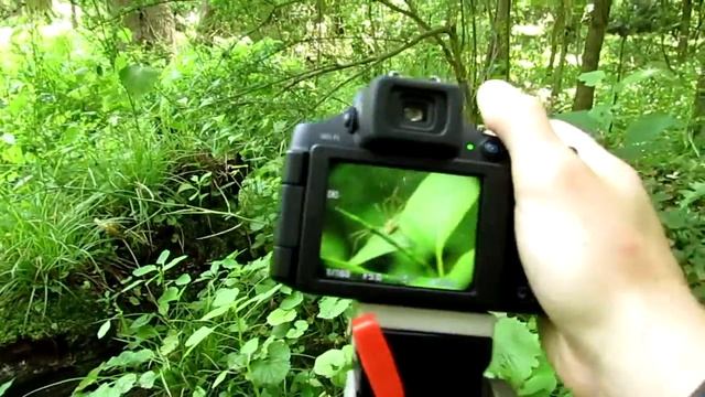 Super Close Up Macro Photographs using a Canon PowerShot + Raynox DCR-150 Macro Lens смотреть онлайн