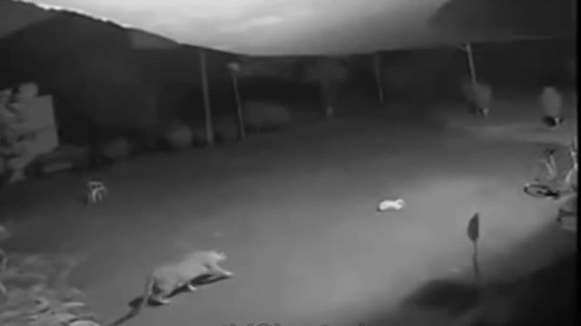 Leopard vs pitbull. Puma attack dog. Jaguar killed a dog. Tiger kills dog. Wild animals kill dogs. смотреть онлайн