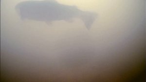 Четыре поклевки форели за 25 секунд на раттлин с подсадкой доширака.