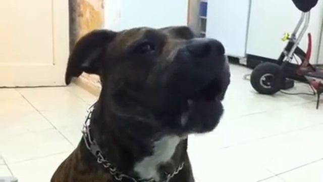Собака произносит имя хозяина смотреть онлайн