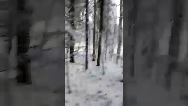 охота на глухаря,(wood grouse hunting)лес,ружье,птица)) смотреть онлайн