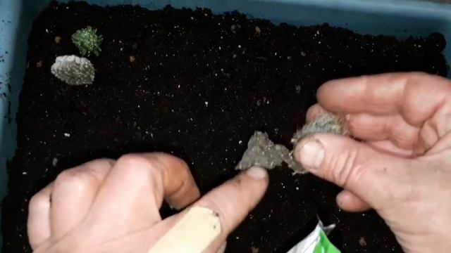 размножение кактусов деткой смотреть онлайн