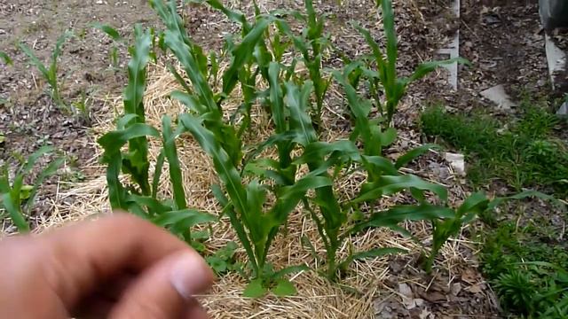 Lemoyne Terrace Garden Update Late June смотреть онлайн