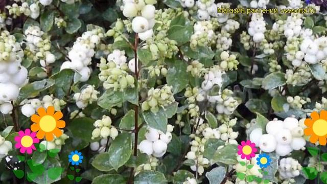 Снежноягодник доренбоза Колмгала. Краткий обзор, описание symphoricarpos?doorenbosii Kolmgala смотреть онлайн