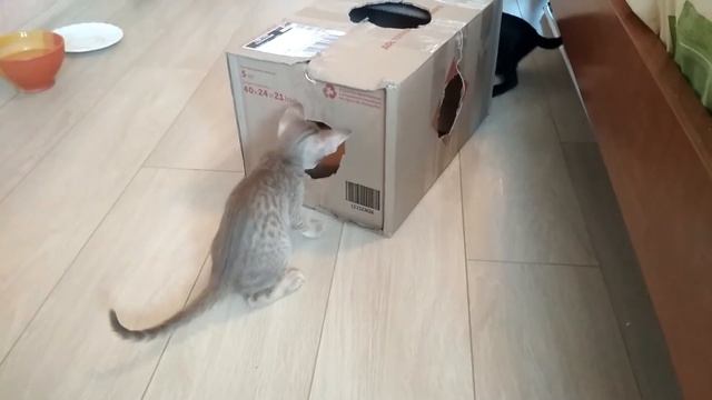 ДОМИК ДЛЯ ОРИЕНТАЛЬНЫХ КОТЯТ ИГРАЮТ В ЛАБИРИНТ! HOUSE FOR ORIENTAL KITTENS смотреть онлайн