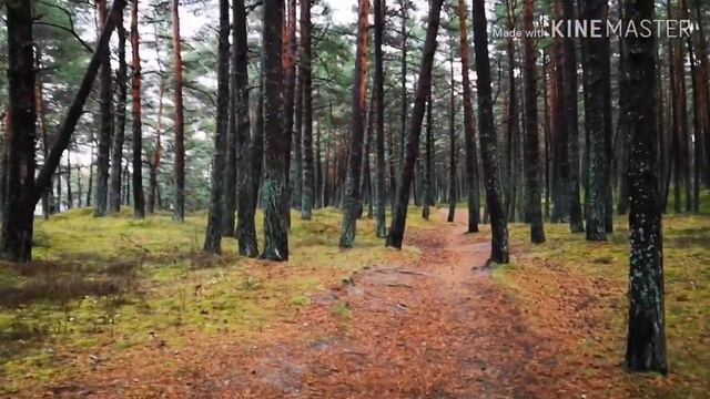 Веганские Кулинарные Рецепты со Вкусом