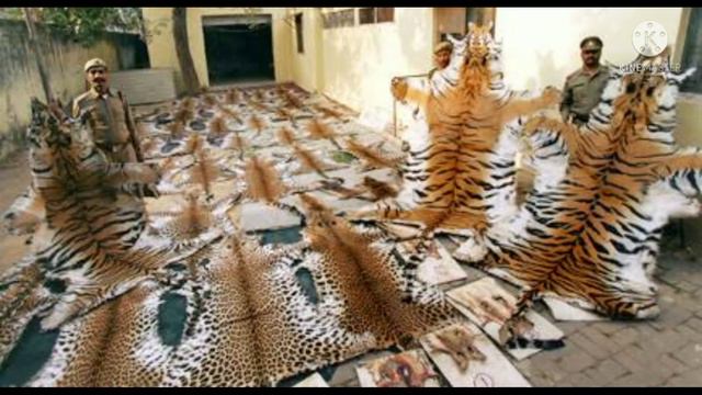 tiger hunting images смотреть онлайн