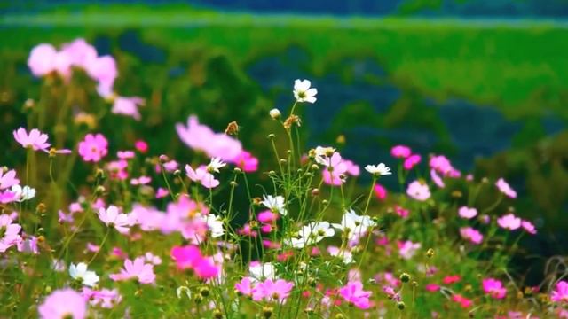 New charming Ukrainian song "Nightingale". Нова чарівна українська пісня "Соловей". (Прем'єра кліпа смотреть онлайн