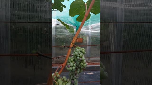 Виноград Адэль 13.08.2021 смотреть онлайн