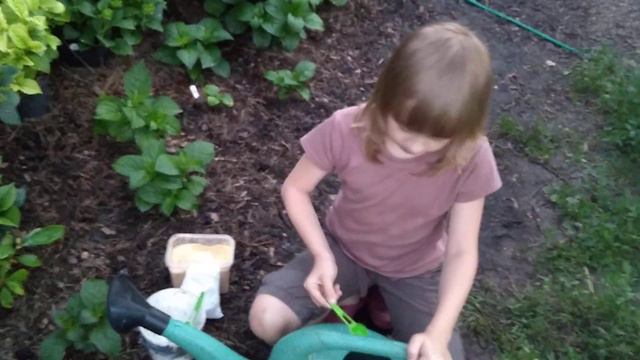 21июня2019 Подкормка Крупнолистных Гортензий 🌱 смотреть онлайн