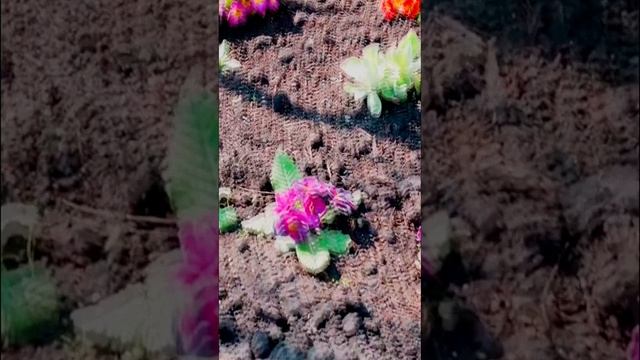 примула смотреть онлайн