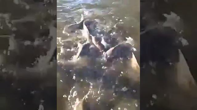 африканский сом из Кегейли смотреть онлайн