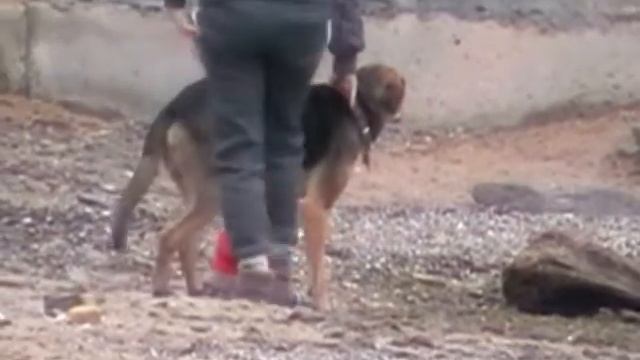 анапа помощь животным смотреть онлайн