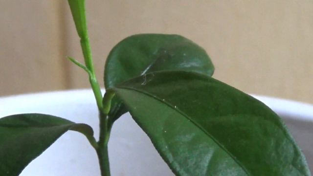 Kumquat Selber Ziehen Projekt 1 Teil 2