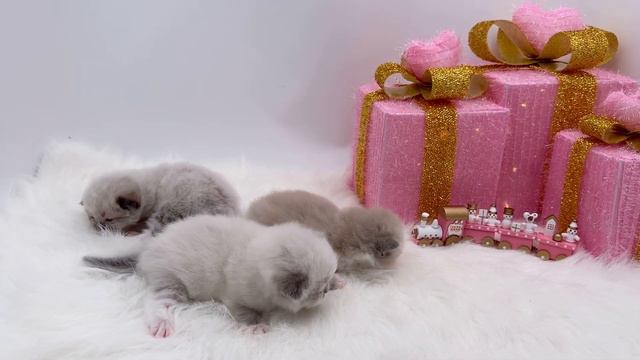 Meows For Mommy! 🐱💝🍼 Sweet Cuddly Blue Point Ragdoll Kittens смотреть онлайн