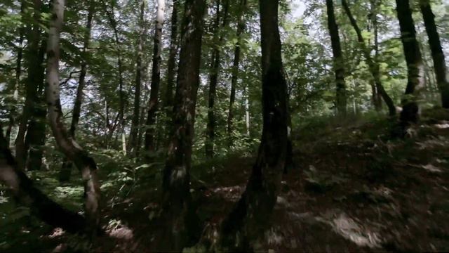 В лесу | Cinematic FPV drone (betafpv smo 4k) смотреть онлайн