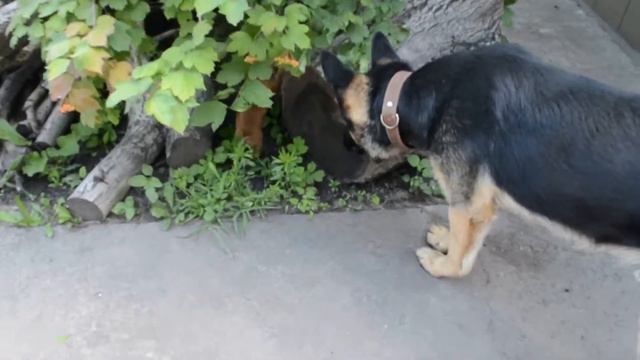 Смешные животные Приколы с животными 1 смотреть онлайн