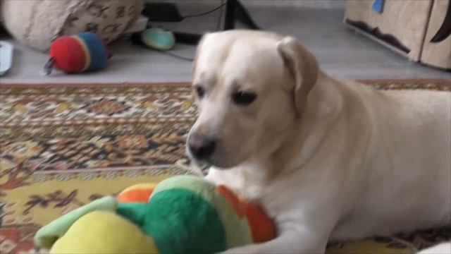 Каспер и мышка