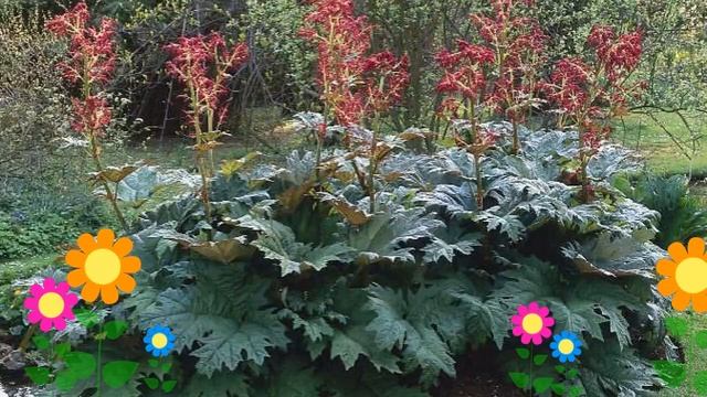 Ревень пальчатый. Краткий обзор: Ревень пальчатый описание характеристик, где купить саженцы смотреть онлайн