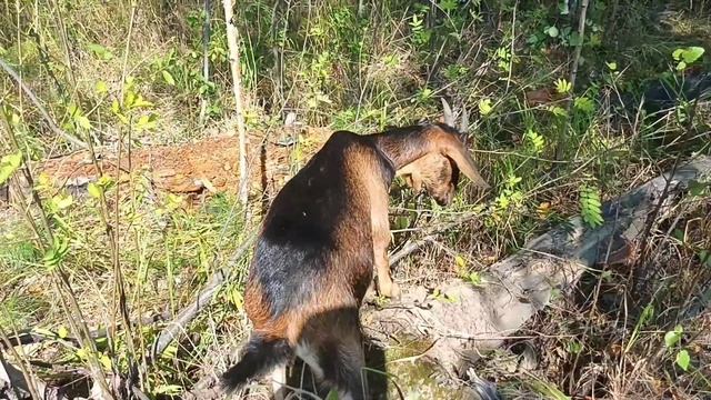 Лечим корову.Спасибо за советы! Обменяли козлика на козочку зааненской породы.Утята растут. смотреть онлайн