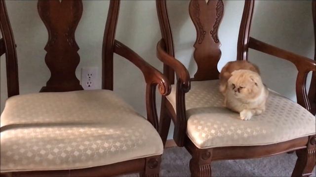 Интересные Факты о Животных