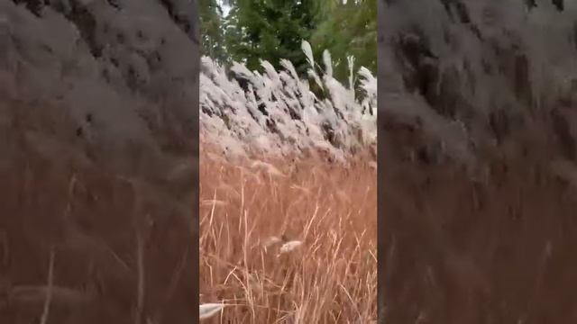 Ландшафтный дизайн Мискантус Сахаринус смотреть онлайн