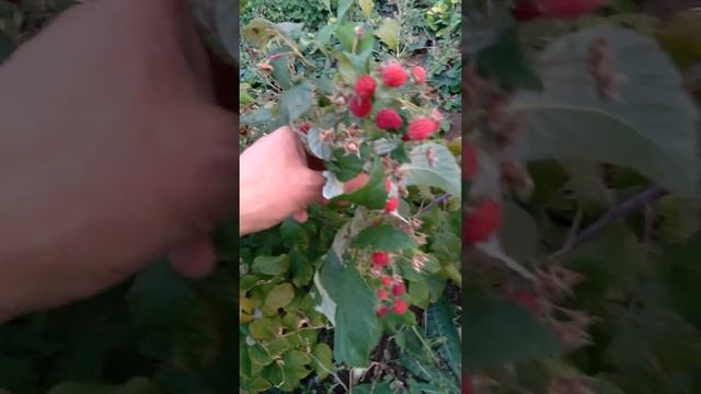 Малина Джон Джей смотреть онлайн