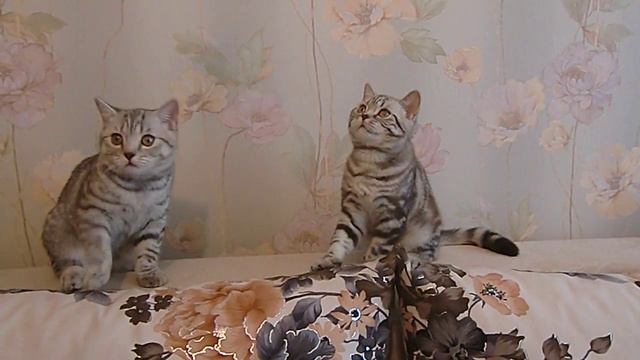 Бриташки милашки. Брат и сестра 4.5месяца. смотреть онлайн