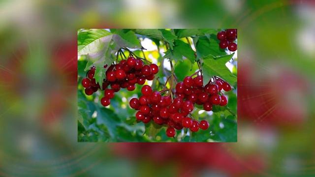 Чом цвіте калина (Кавер) Авт. група 'Заграва' смотреть онлайн