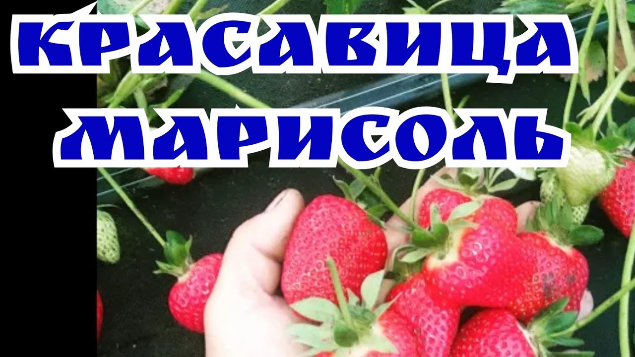 Клубника Марисоль! смотреть онлайн