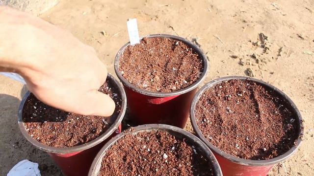 Sowing Vinca flower seeds in January month | Urdu/Hindi | Happy Plants смотреть онлайн