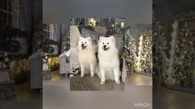 Самоеды для фото. Белые собачки смотреть онлайн