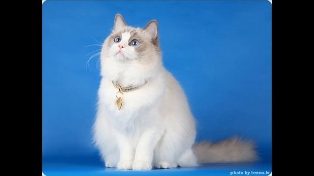 ТОП 9 самых ласковых пород кошек смотреть онлайн