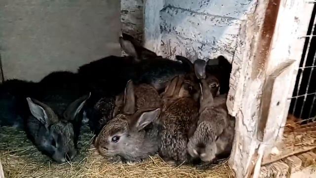 Сколько весит трех месячный кролик? смотреть онлайн